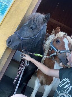 Shetland pony - 3