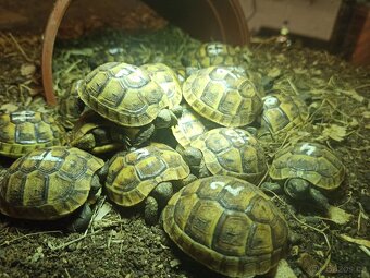 želva vroubená, zelenavá, žlutohnědá - 3
