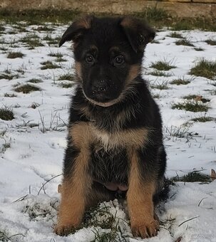 Německý ovčák s PP - 3