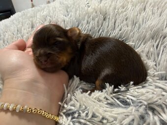 Jorkšírsky teriér s PP pejsek Choco tan - čokoláda s pálením - 3