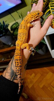 Gekončík noční - 3