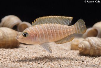 cichlidy Tanganika - 3