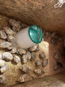 Křepelky Italské - 3