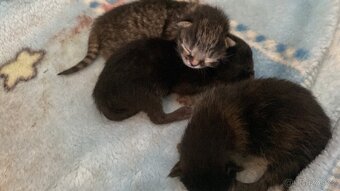 Májová koťátka🐈⬛🐈🐈⬛ - 3