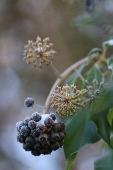 Hedera helix brectan zeleny i panosovany list - 3