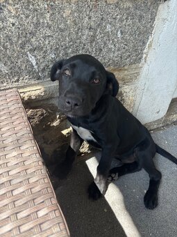 Křížená štěňátka Labrador x Husky - 3