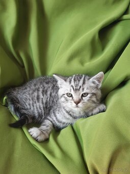 Britská koťata whiskas - 3
