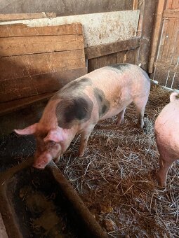 Prodám vykrmené prase z domácího chovu🐖 - 3