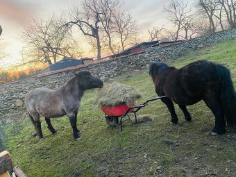 Shetland pony - 3