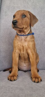 Německý Pinč šťéňátka červený kluk - 3