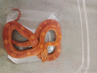 Korálovka Leonis orange - 3