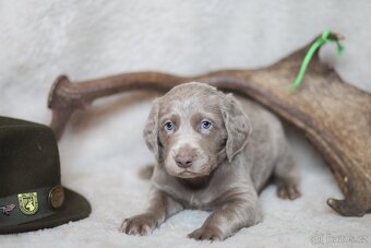 Výmarský ohař dlouhosrstý s PP - 3