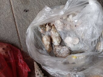 mušle dekorační předměty - 3