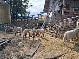 Jehňata - beránci - 3