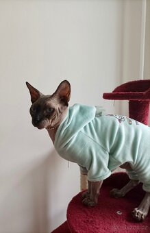 Kanadský sphynx - 3