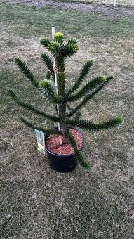 Araucaria araucana - Blahočet čilský - 3