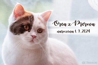 Britská krátkosrstá koťátka s PP - 3