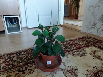 Pepřinec (Peperomia) - 3