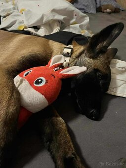 Belgický ovčák - 3