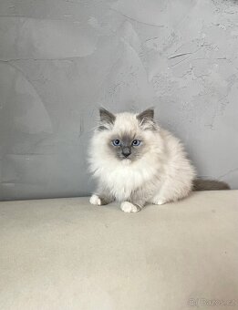 🐾 koťátko Ragdoll s PP – kocourek Blue Mitted k odbě - 3