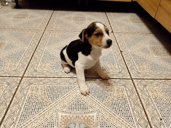 Jack Russell teriér - 3