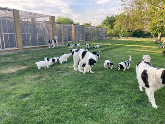 Landseer - štěňata s PP - 3