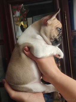 Francouzský buldoček s PP FCI - 3