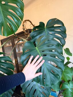 Krásná velká monstera - 3