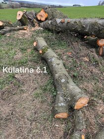 Třešňové dřevo - kulatina - 3