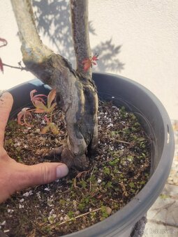 Tvarovaný strom, bonsai, niwaki, yamadori - 3