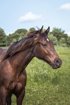 AQH smoky black klisna - 3