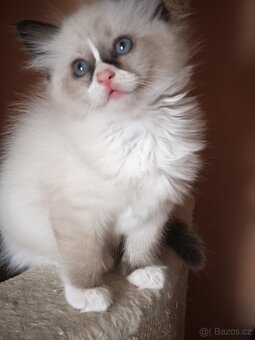 Ragdoll bez PP - 3