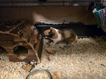 Daruji 2 morčecí holčičky - 3