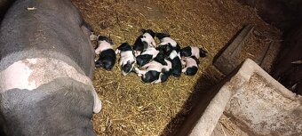 Prodám selata přeštického prasete. - 3