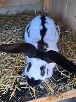 nemecky obrovity strakáč - 3