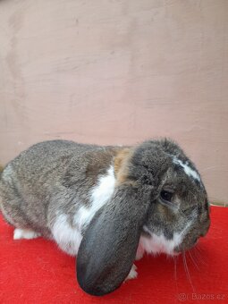 Francouzsky beran. Fb strakaty - 3