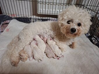 Bišonek štěňátka s PP - 3