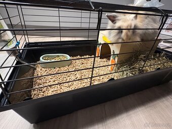 Teddy Beránek králík - 3