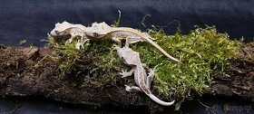 3.8.2 Correlophus ciliatus - Pagekon řasnatý - 3