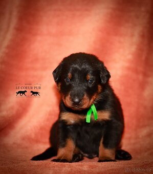 Beauceron - štěňátka k rezervaci - 3