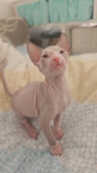 Rezervace koťata Don sphynx bez PP - 3