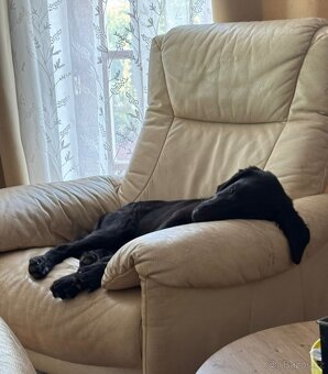 FLAT coated retriever FENKA s PP - 3