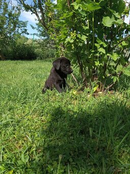 Labrador - 3