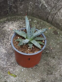 Agave - 3