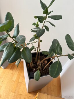 Samozavlažovací květináč Lechuza s velkým fikusem elastica - 3