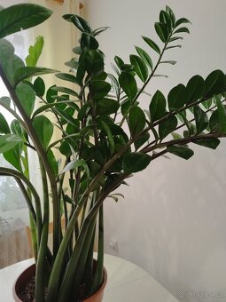 Zamioculcas výška rostliny bez květináče: 100 cm - 3
