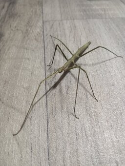 Pakobylka indická - 3