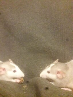 Prodám potkaní holčičky - 3