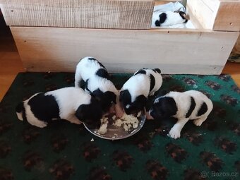 Foxterier drsnosrstý - 3