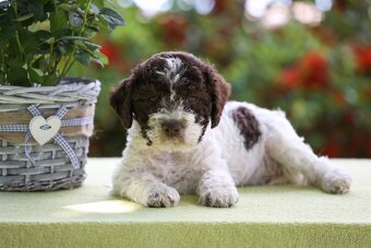 Pejsek Lagotto Romagnolo s PP - 3